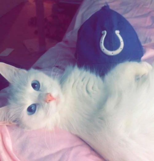 Image of A Turkish Angora